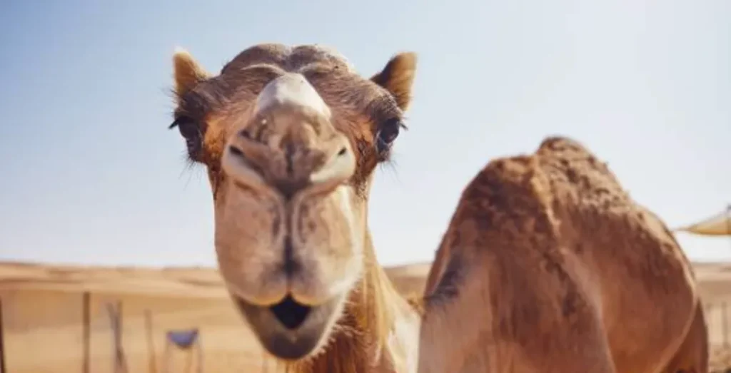 Camel